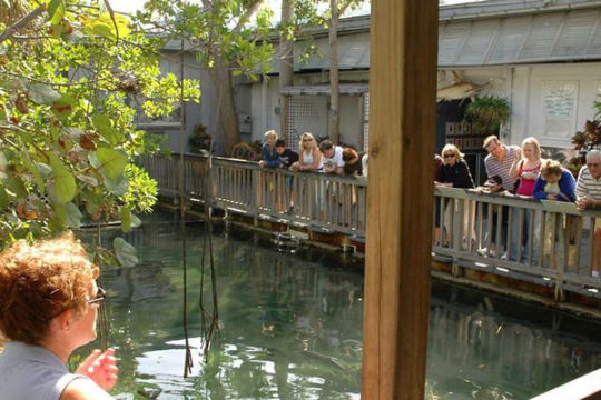 Key West Aquarium 2024 Attractions Key West   06 Guides Explain The Habits And Habitats 540x360 